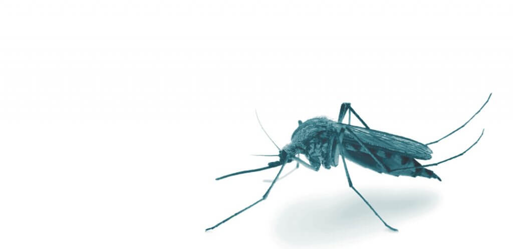 WEST NILE VIRUS – RAFFORZAMENTO DELLE MISURE DI PREVENZIONE SUL TERRITORIO REGIONALE